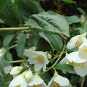 Philadelphus subcanus 'Koene' fleur P3